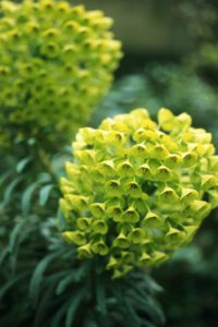 Euphorbia characias wulfenii