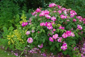 Mars almanach du jardinier