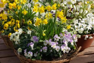 Mars almanach du jardinier