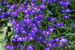 Mamrs almanach du jardinier