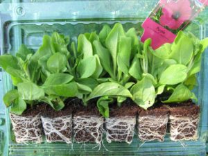 Mars almanach du jardinier