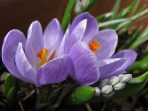 Mars almanach du jardinier