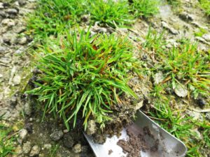 Mars almanach du jardinier