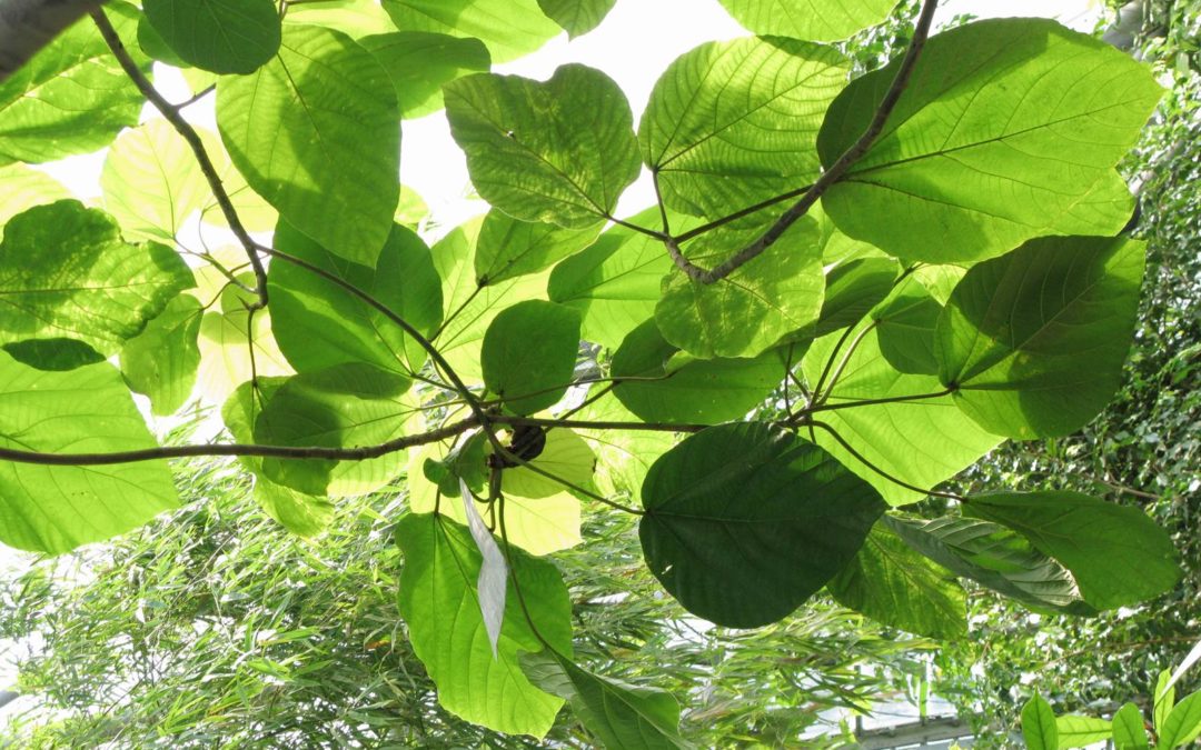 Rise for Climate Belgium