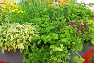 Avril almanach du jardinier