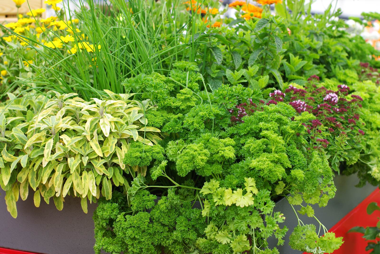 Avril almanach du jardinier