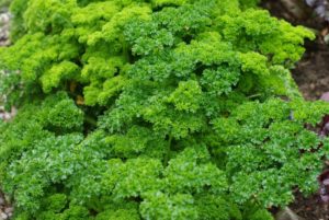 Avril almanach du jardinier