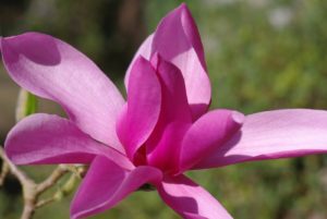 Avril almanach du jardinier