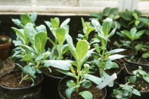 Avril almanach du jardinier