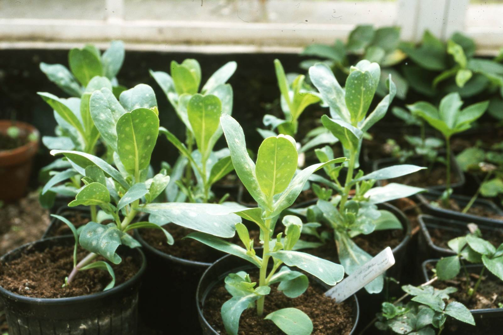 Avril almanach du jardinier