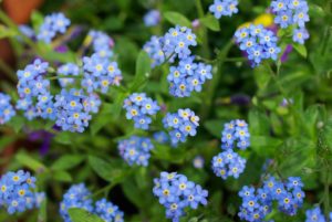 Avril almanach du jardinier