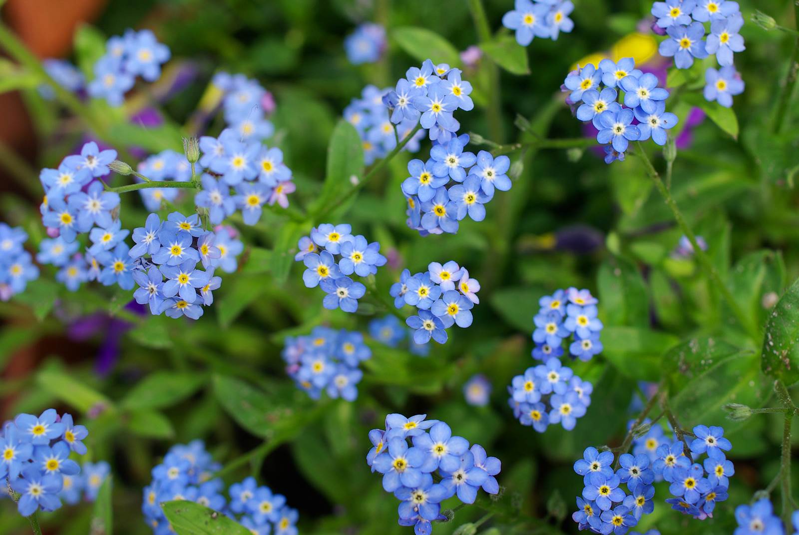 Avril almanach du jardinier