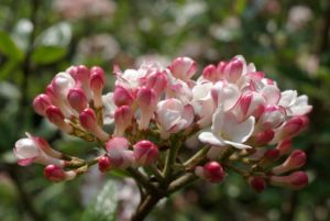 Avril almanach du jardinier