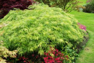 Avril almanach du jardinier