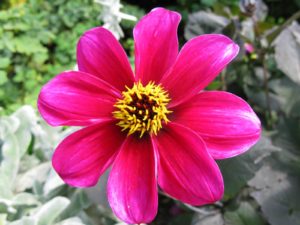 Avril almanach du jardinier