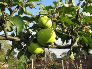 Avril almanach du jardinier