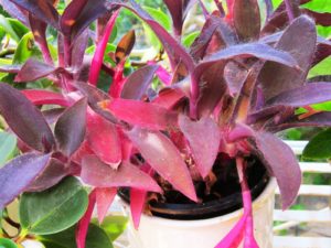 Avril almanach du jardinier