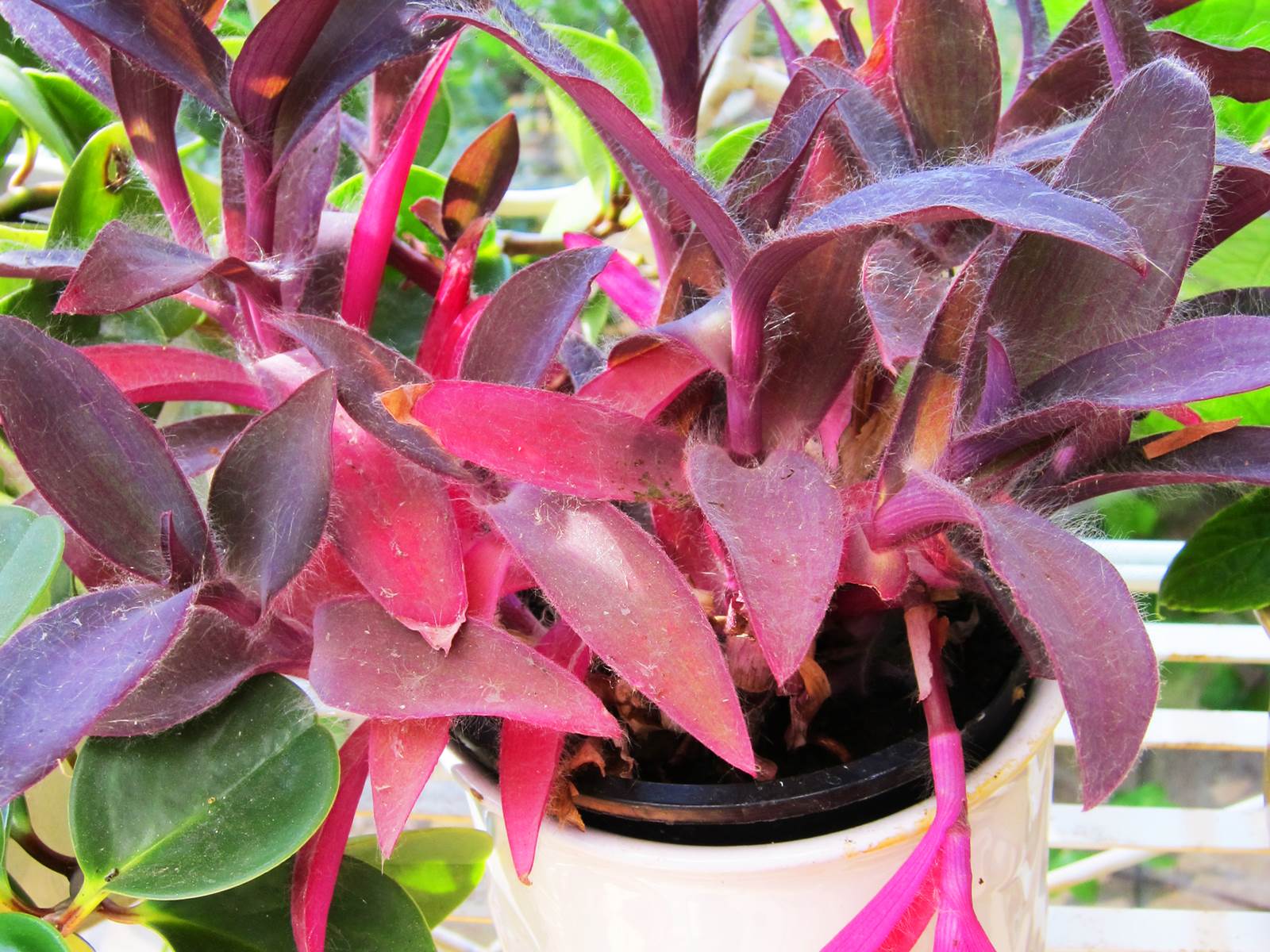 Avril almanach du jardinier