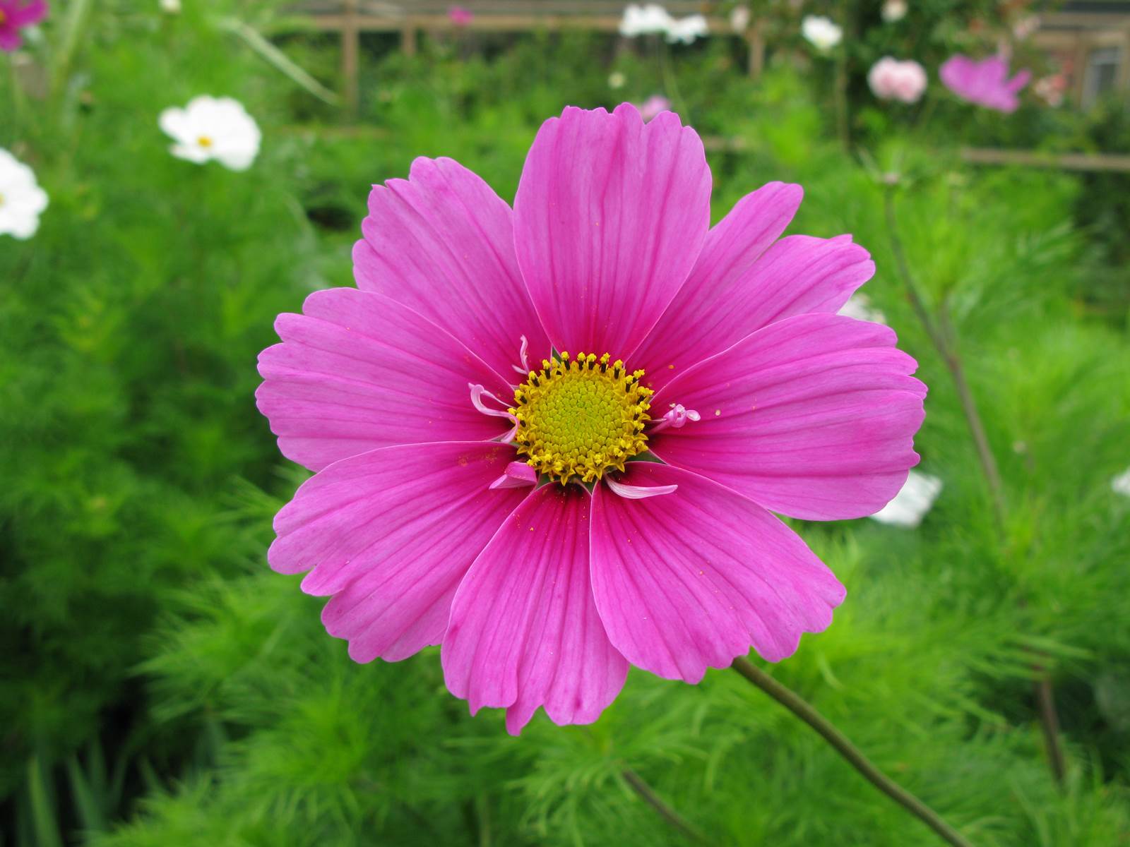 Avril almanach du jardinier