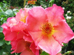 Avril almanach du jardinier