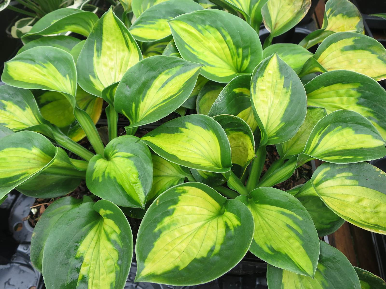 Avril almanach du jardinier