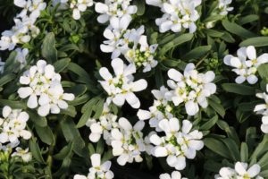 Avril almanach du jardinier