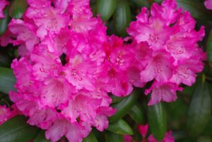 Avril almanach du jardinier