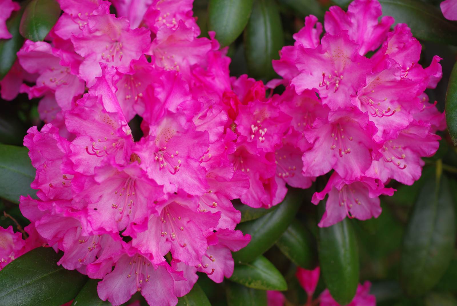 Avril almanach du jardinier