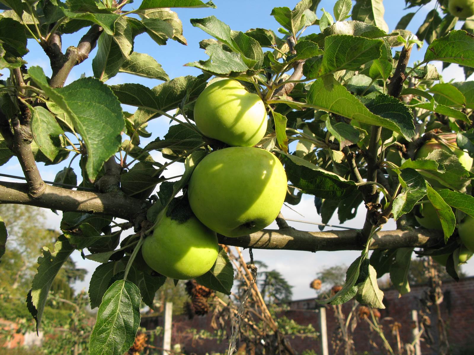 Avril almanach du jardinier