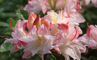 Les hybrides raffinés de l&rsquo;Azalée rustique de Gand