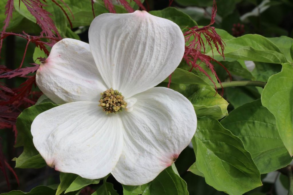 Cornus florida 'Eddie's White Wonder'