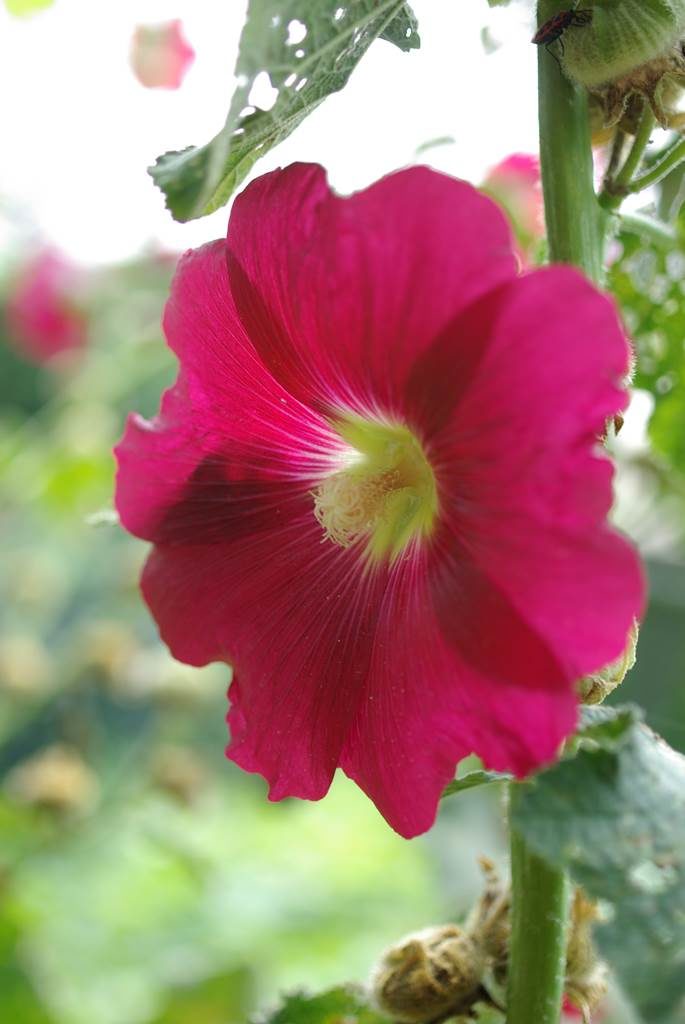 Jardin Nature de Philippe Delwiche