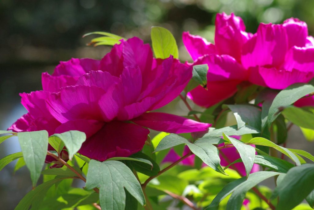 Jardins Ouverts de Belgique