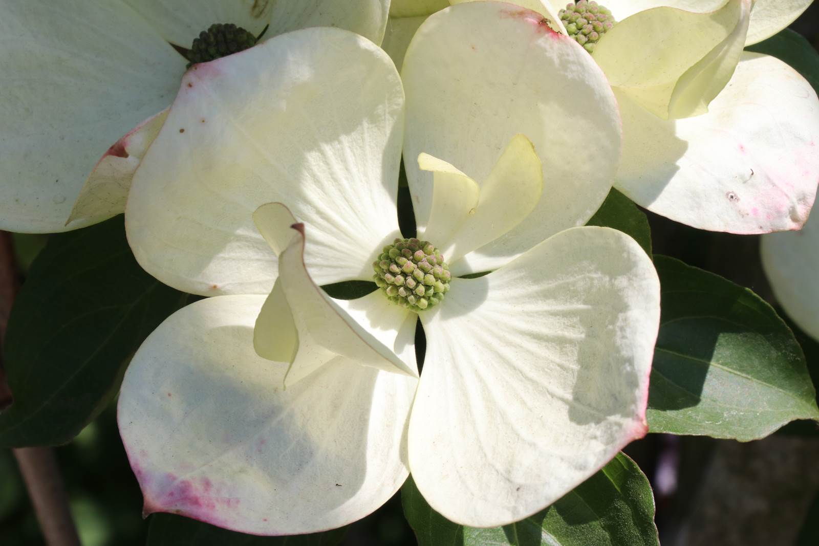 Mai Almanach du Jardinier