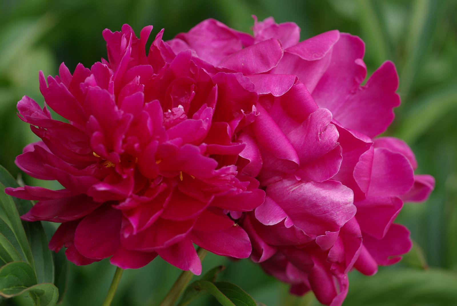 Mai Almanach du Jardinier