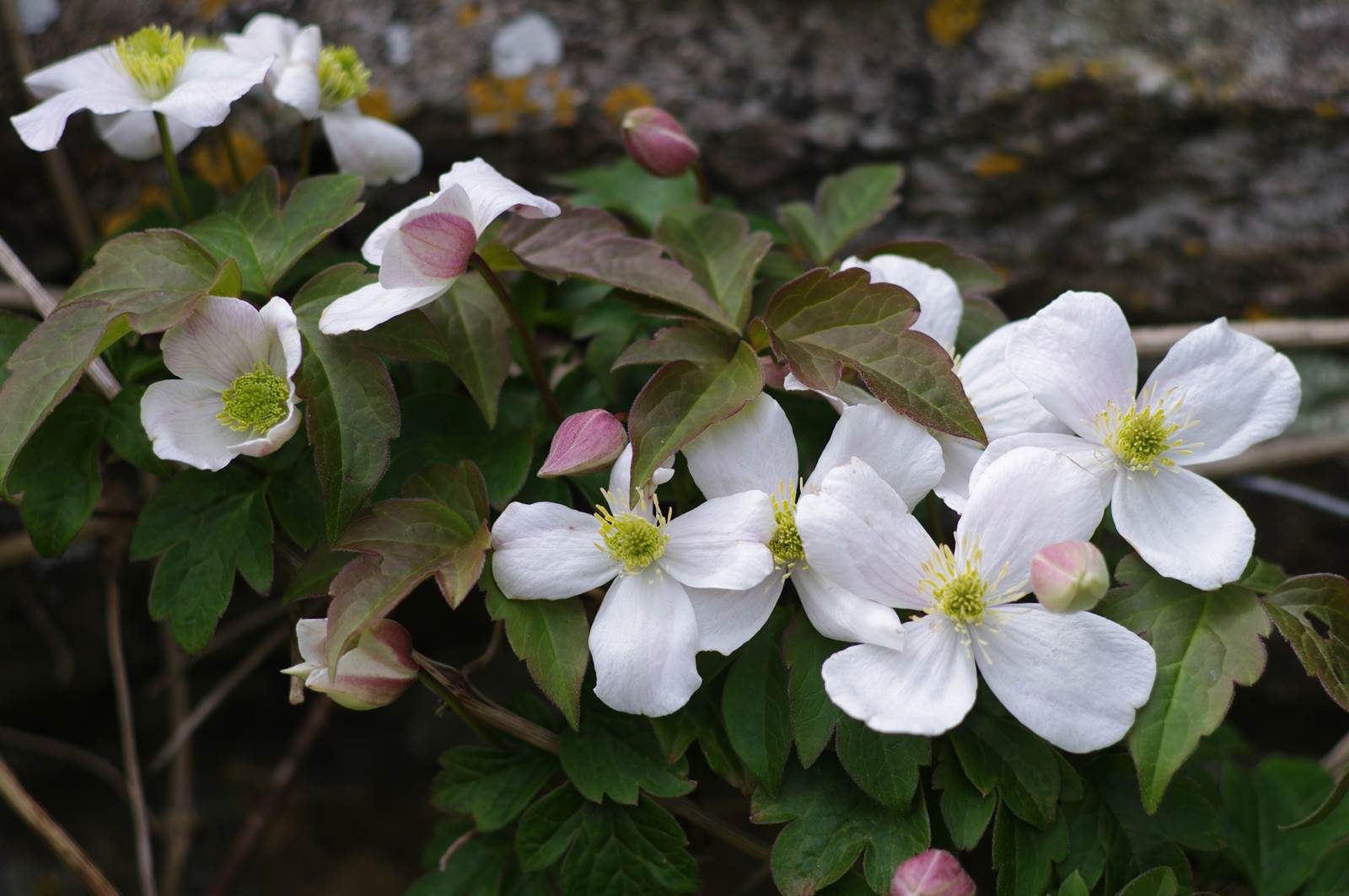 Mai Almanach du Jardinier