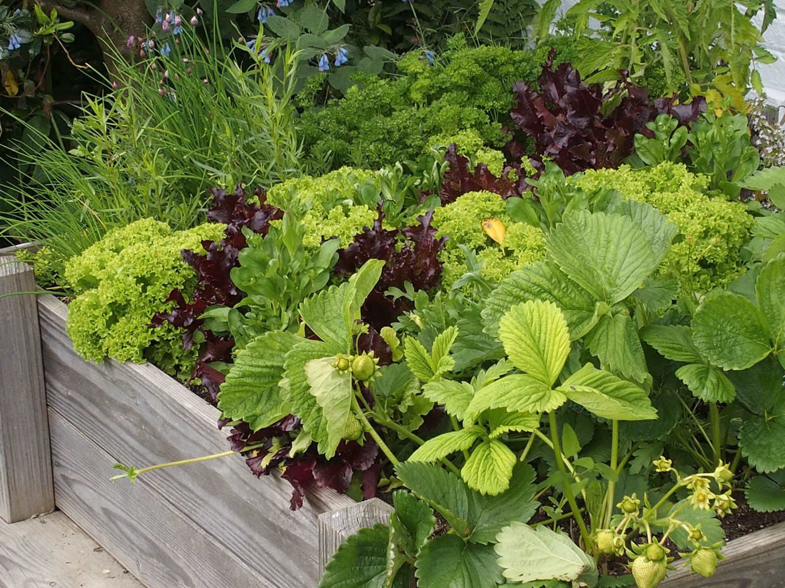 Mai Almanach du Jardinier