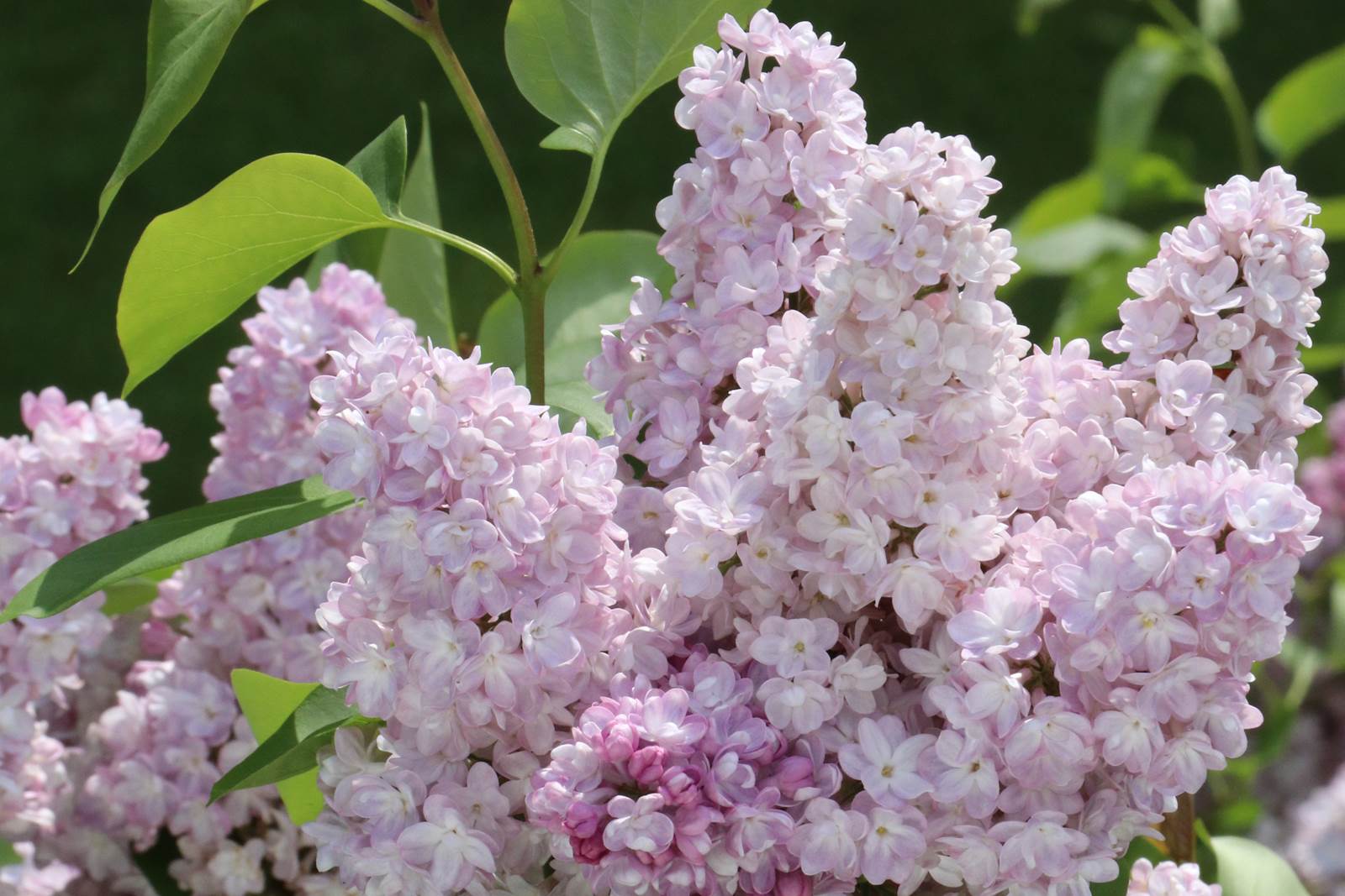Mai Almanach du Jardinier