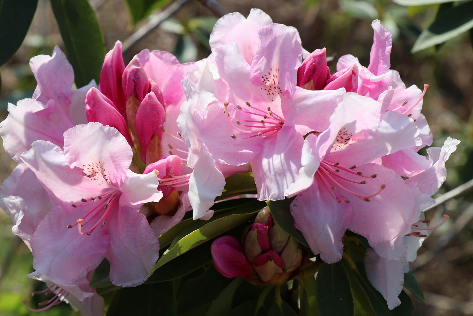Mai Almanach du Jardinier