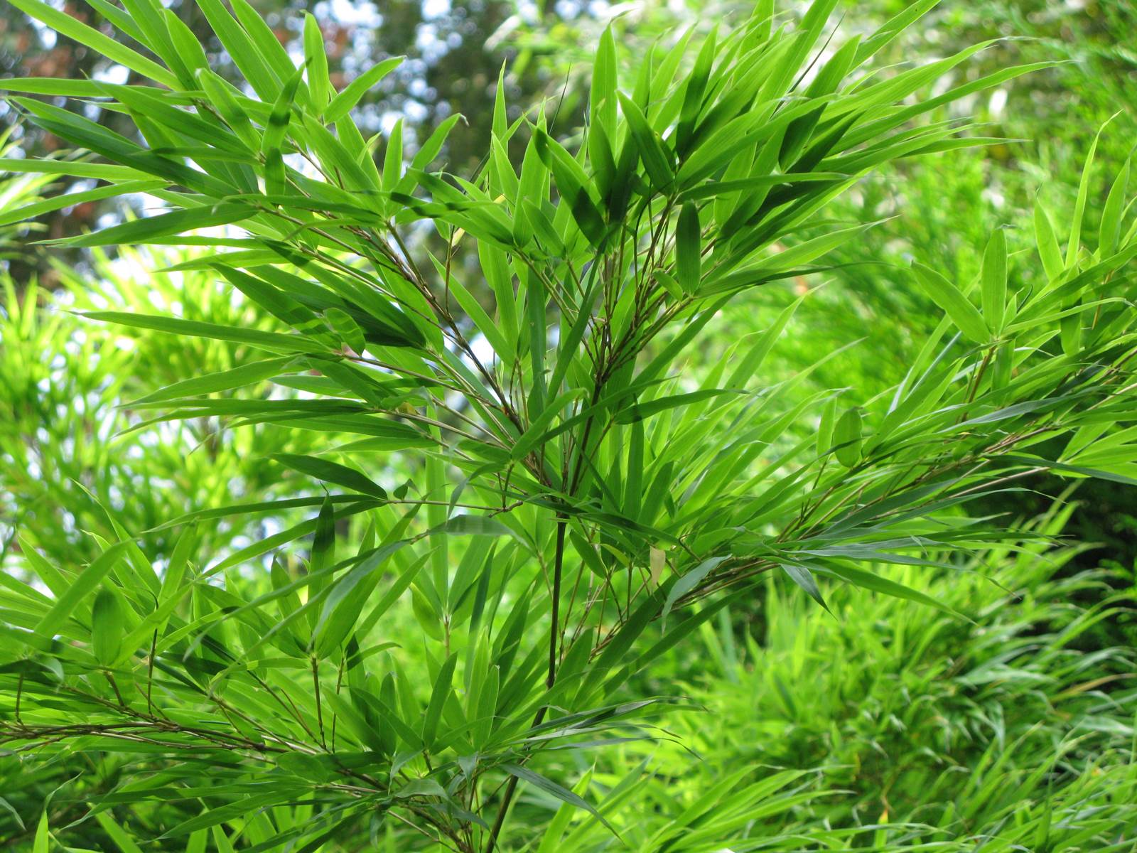 Mai Almanach du Jardinier