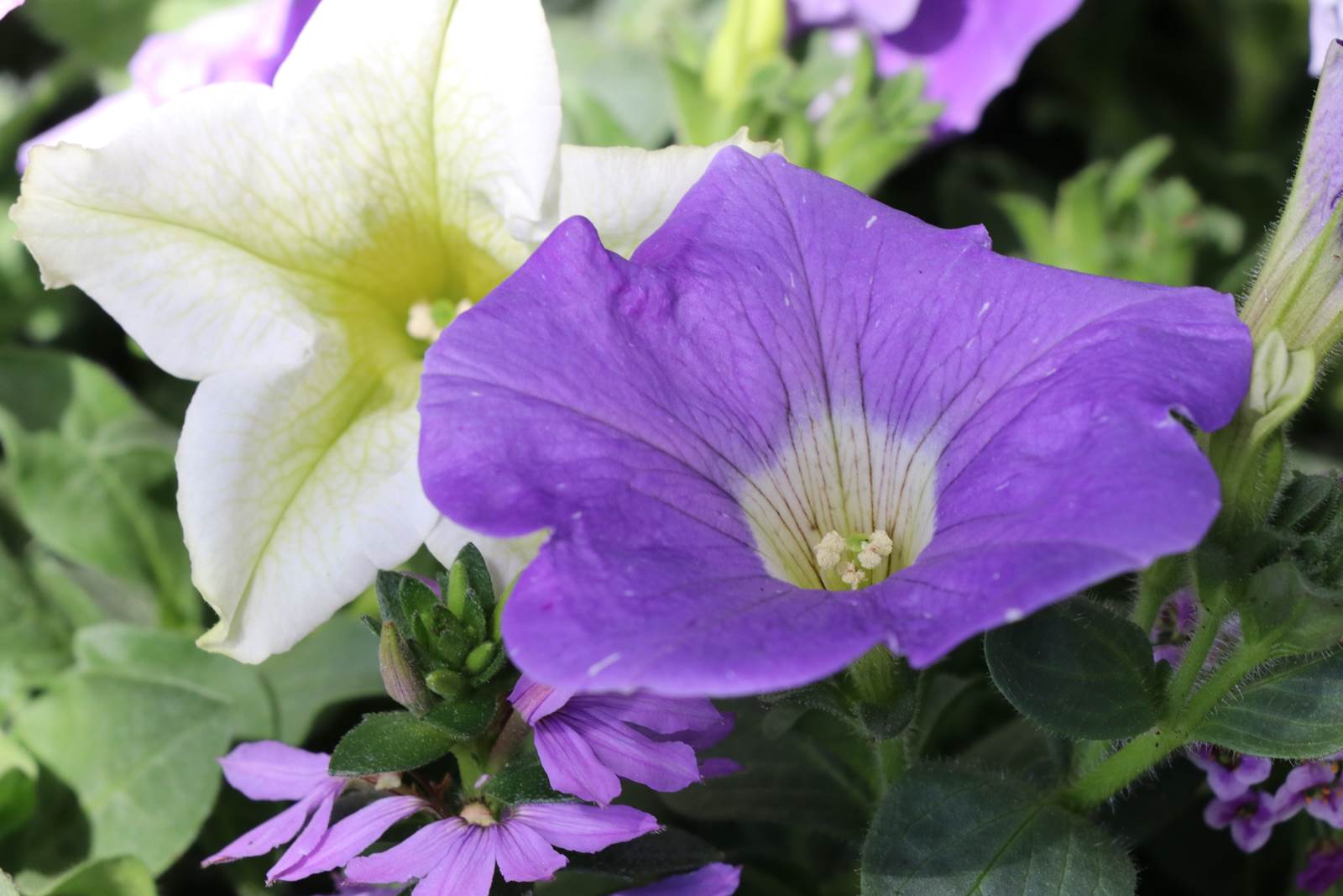 Mai Almanach du Jardinier