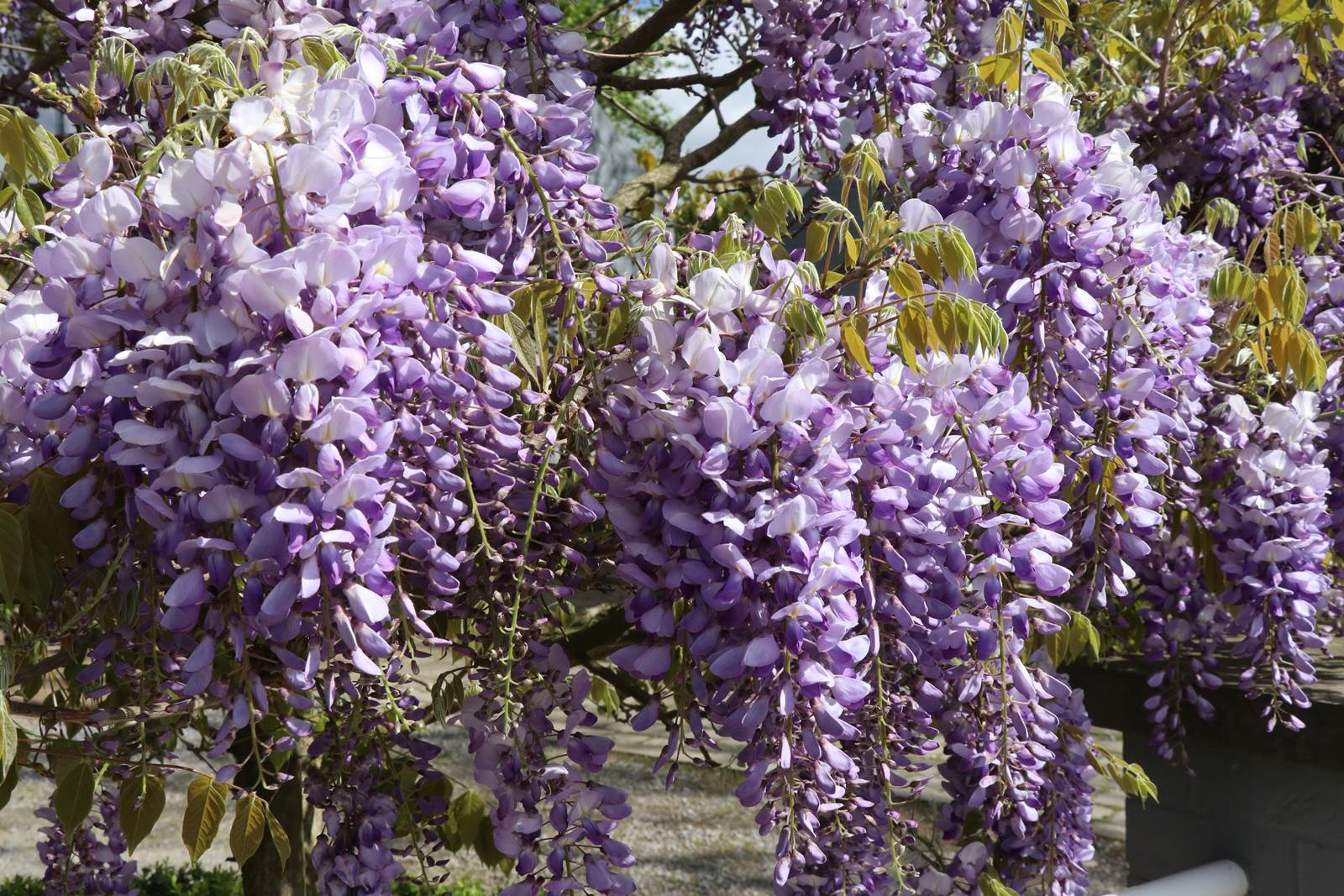 Mai Almanach du Jardinier