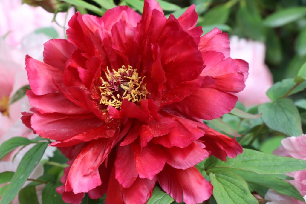 Paeonia arborescens higurashi