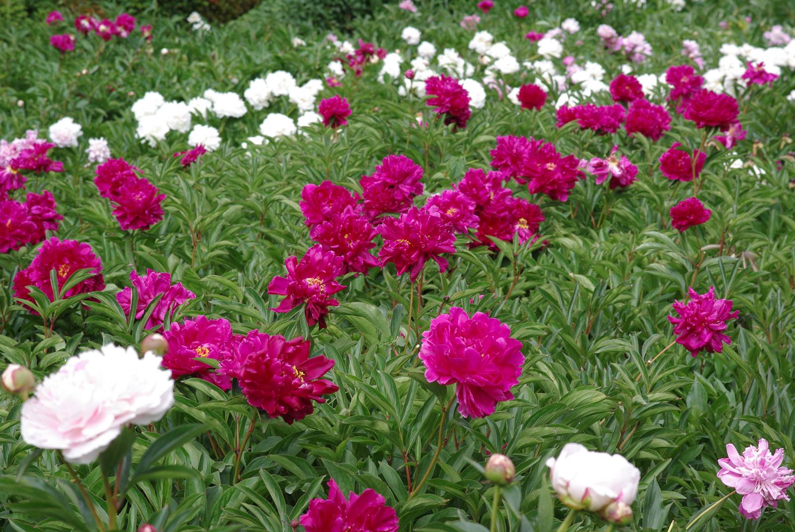 Jardin de pivoines de Marie