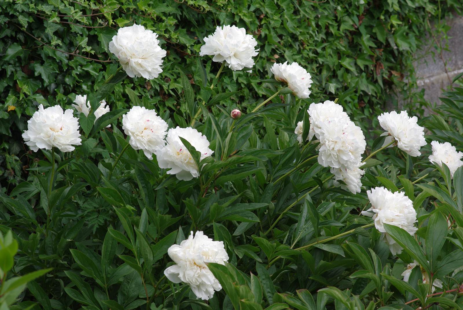 Jardin de pivoines de Marie