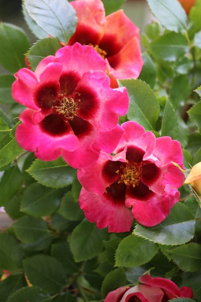 Festival des plantes de Hex