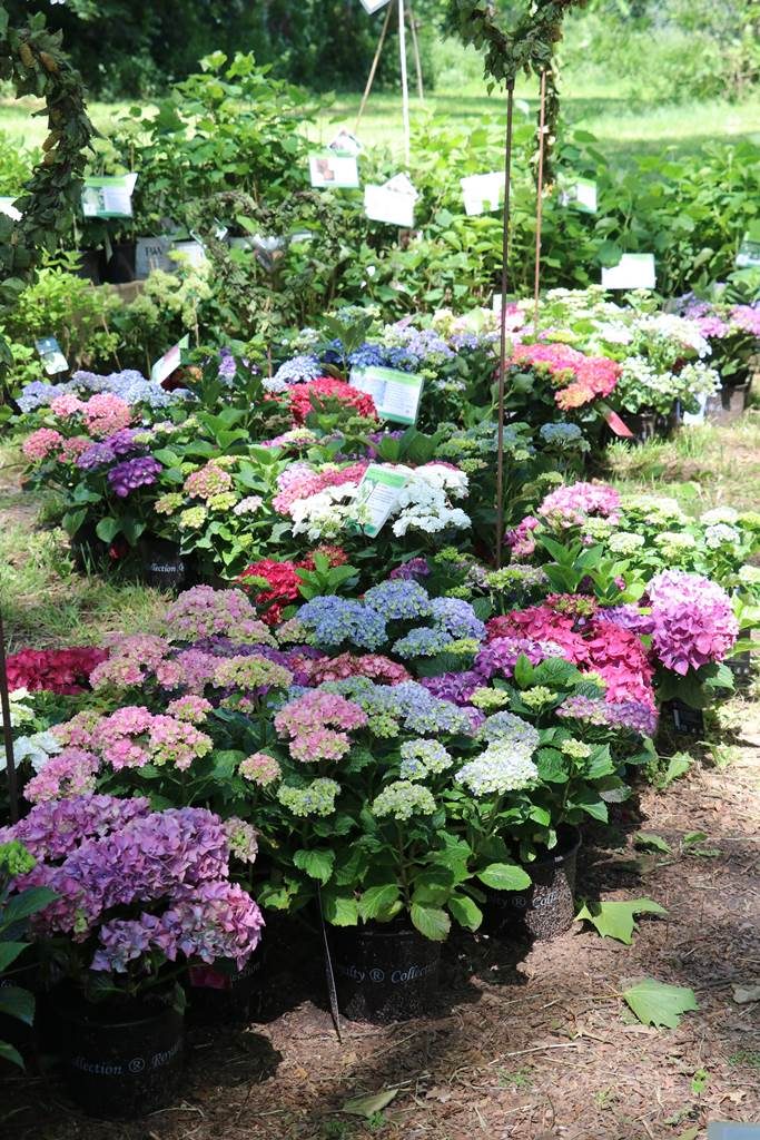 Festival des plantes de Hex