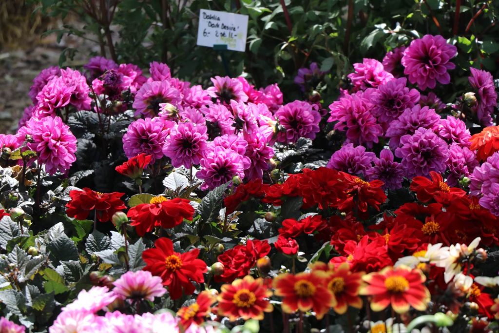 Festival des plantes de Hex