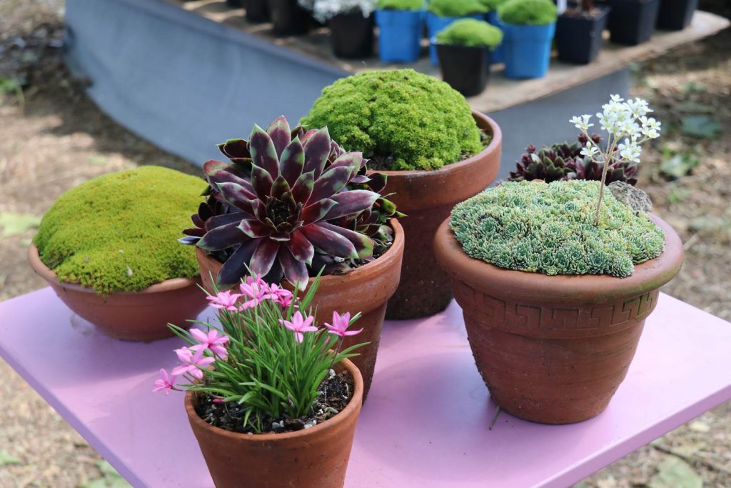 Festival des plantes de Hex