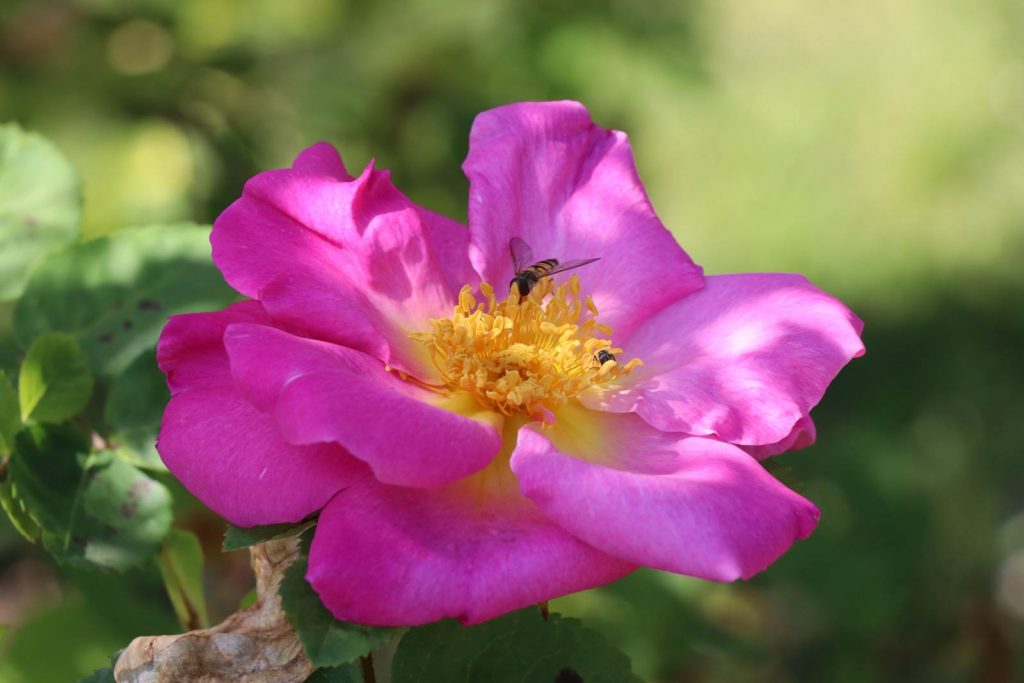 Festival des plantes de Hex